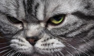 Кот Оскар предугадывал смерть пациентов в хосписе США