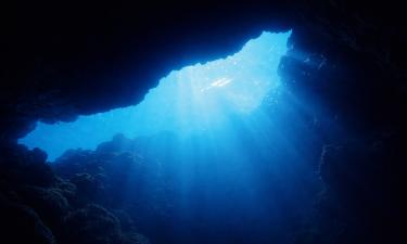 В океанской бездне выявлены коконы с новым видом плоских червей Popular Mechanics