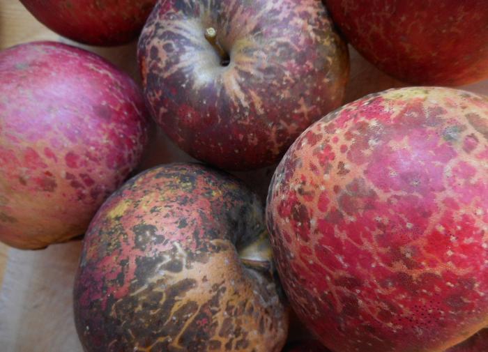 Австралийские ученые выявили грибок, грозящий вызвать пандемию