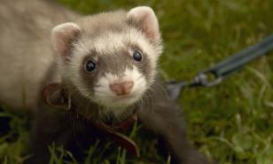 Ваш хорёк неприятно пахнет. Если у него грязные уши — тем более