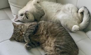 "Думала, у кошки температура — оказалось, она нагрелась, лёжа клубочком": раскрыты самые нелепые случаи обращения к ветеринару