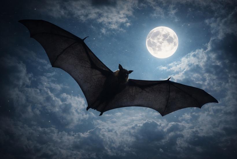 Летучая лисица в ночном небе