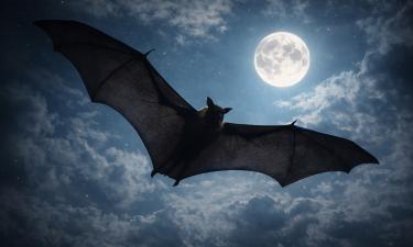 Pteropus vampyrus признан крупнейшей летучей мышью мира — CPG