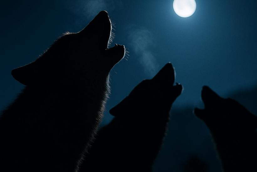 Ночные силуэты воющих волков