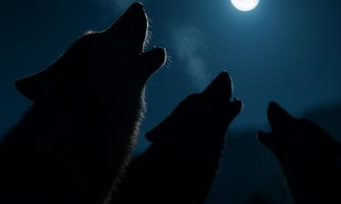 Африка и Азия остаются ареалом самых многочисленных диких псовых — BBC Wildlife