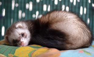 Эксперты: домашние хорьки живут 5-9 лет, но всё зависит от ухода и питания