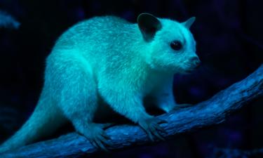 Перу потрясло открытие: крошечный зверёк оказался древним посланником облаков