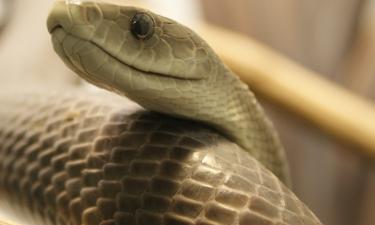 Яд чёрной мамбы показал обезболивающий эффект — журнал Nature