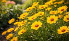 Щит против тли и клещей растёт сам: 5 цветов, которые охраняют грядки лучше химии