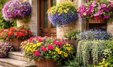 Петуния хорошо переносит солнце и длительное цветение