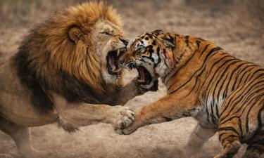 Лев и тигр равны по силе, исход их схватки почти непредсказуем — BBC Wildlife