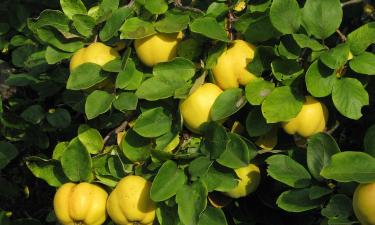 Осень с привкусом апатии: эти продукты включают внутреннее солнце и прогоняют хандру