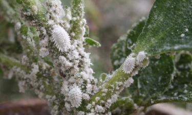 Мучнистый червец высасывает сок из листьев и стеблей комнатных растений