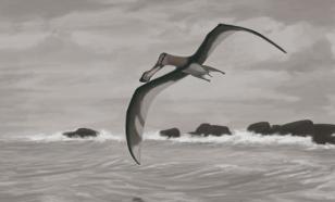 Палеонтологи раскрыли секрет аномально длинной шеи птерозавров