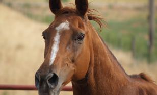 В Кемеровской области мужчина пытался въехать в квартиру на коне