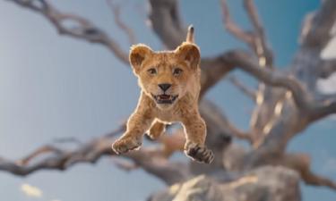 Львенок Харрис изъят у блогера в Сургуте и помещён на карантин в зоопарк