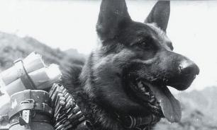 Животные на войне: как братья наши меньшие помогали солдатам