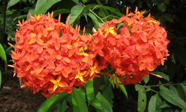 Воспоминания о бабушкиных садах: одно из самых популярных растений прошлого