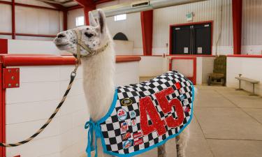 Доктор с хвостом: он не носит халата и не знает наук, но его любовь лечит сильнее любых лекарств