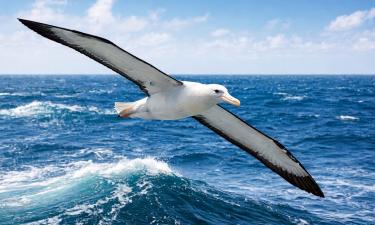 Размах крыльев странствующего альбатроса достигает 3 метров — RSPB