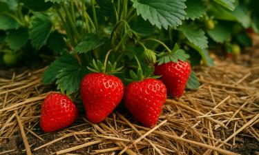 Комбинация разных сортов клубники продлевает урожай ягод