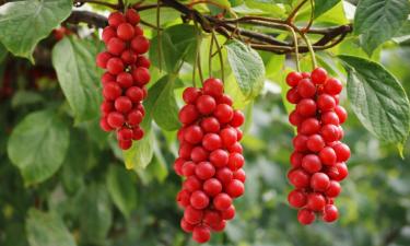 Лимонник высаживают у опор для стабильного плодоношения — директор Ефремов