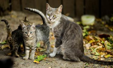 Хочу оставить маму без внуков: сын Елены Яковлевой поделился своей необычной философией жизни