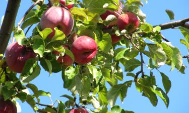 Разработаны дроны для сбора яблок на высоте — израильские инженеры