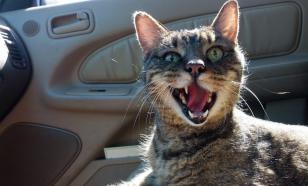 Эксперты рекомендуют пять лучших способов сохранить зубы вашей кошки чистыми и здоровыми