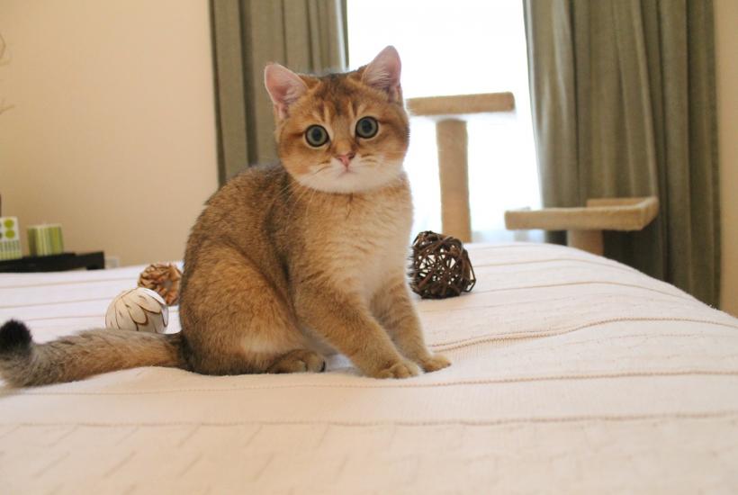Кошка на кровати