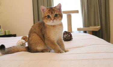 Пушистый манипулятор знает ваше слабое место: неожиданная причина, по которой кот не даёт вам спать