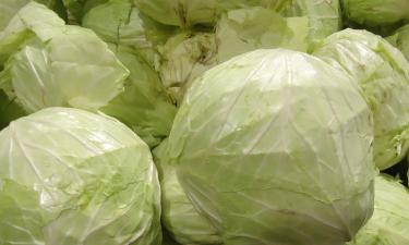 Хруст, который пережил века: тайная жизнь капусты от летописей до холодильника