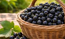 Ягод больше, чем куст может выдержать: простая подкормка превратит смородину в гиганта