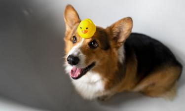 Тихий убийца в доме: 9 вещей, которые мгновенно отравят или покалечат вашу собаку