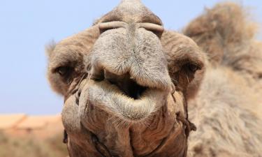 Плевок дороже удара копытом: почему верблюды выбрали грязное оружие для самозащиты
