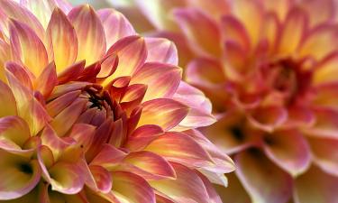 Зимняя спячка без шанса на пробуждение: ошибка, которая убивает георгины тихо и незаметно