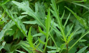 Посев руколы для подоконника проводят в первой половине января