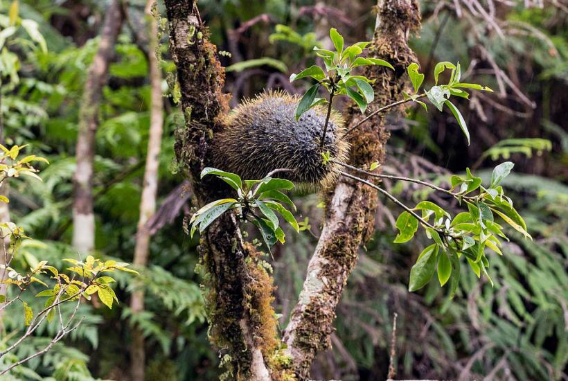 тропическое растение сквамеллярия