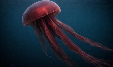 Медуза-призрак поднялась к мелководью Южного океана — Институт океана Шмидта