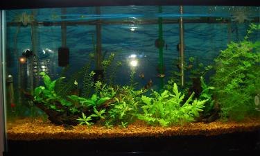 Что нужно для аквариума: создаем комфортный дом для рыбок