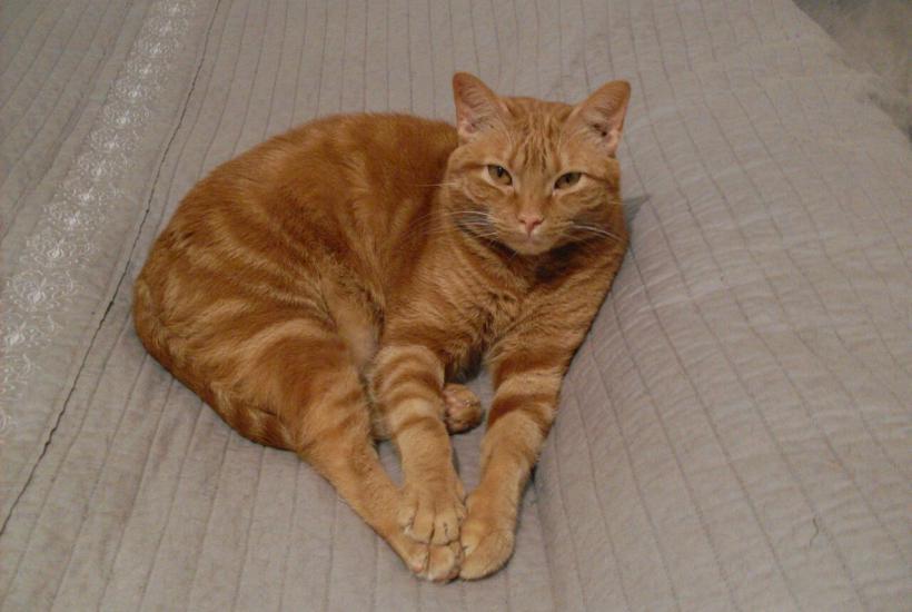 рыжий кот рыжий кот