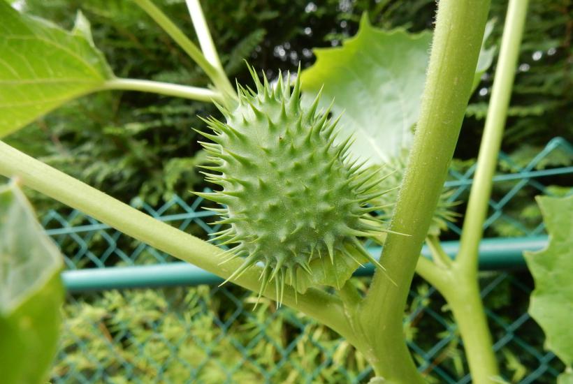 Дьявольская трава