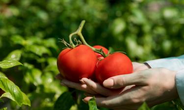 Следуя Лунному календарю, можно повысить урожайность томатов