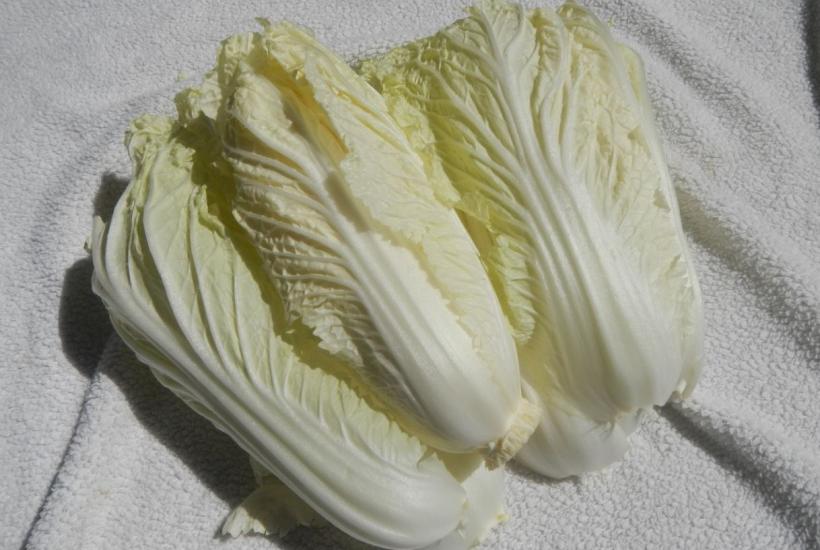 пекинская капуста