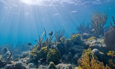 Чтобы оценить запасы лосося: ведутся съёмки в водах Курильских островов