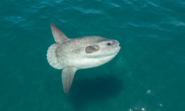 Рыбу-луну впервые за сезон заметили в Триестском заливе — Triesteallnews