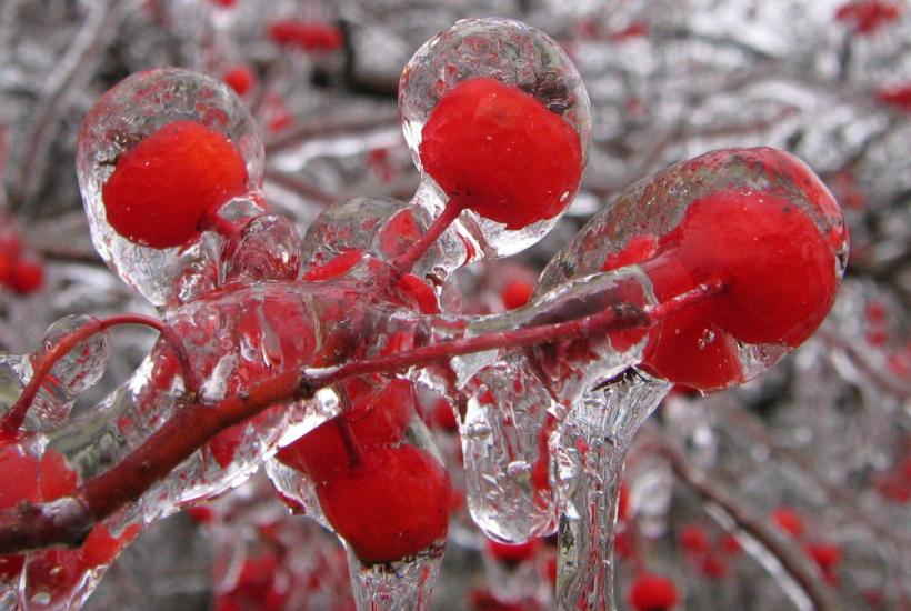 Замёрзшие ягоды