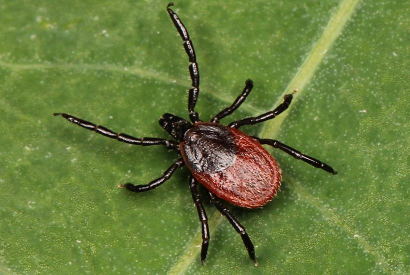 Западный черноногий клещ