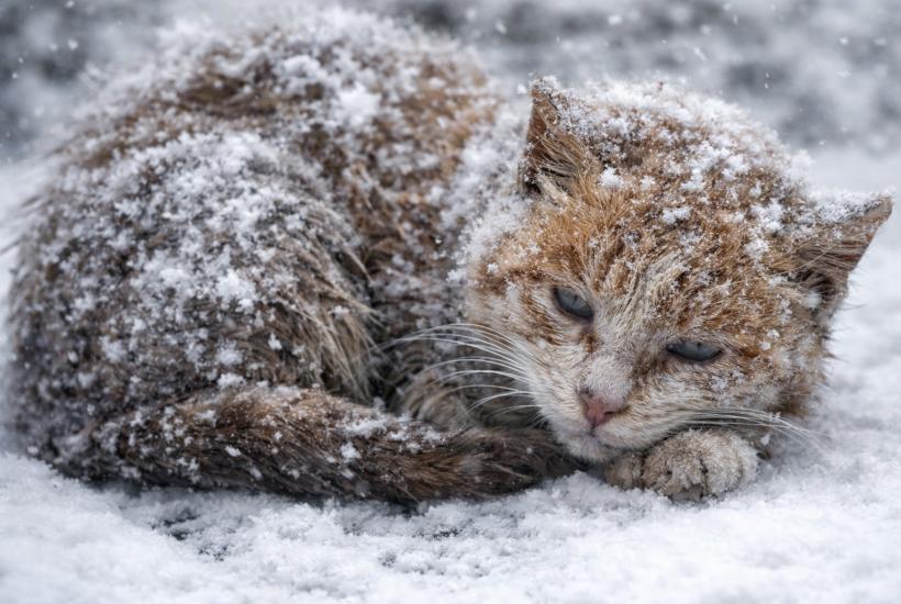 Кот на улице зимой