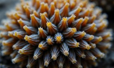 Стеклянная губка Monorhaphis chuni сохранила климат океана за 11 тысяч лет — учёные